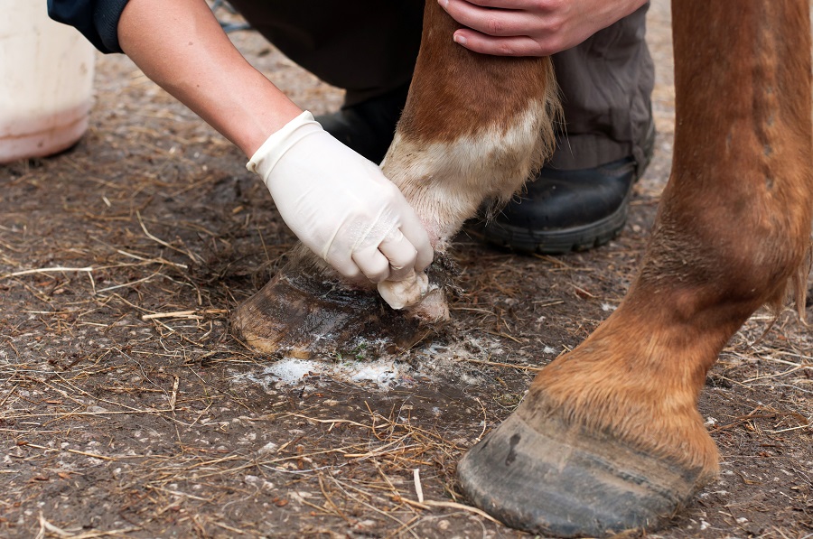 Le test de résistance permet de diagnostiquer la gale de boue chez le cheval