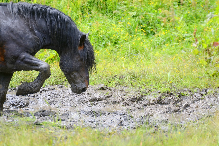 Il faut un sol sec pour protéger votre cheval de la gale de boue