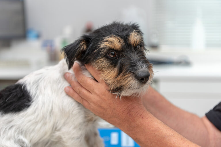 L'hypothyroïdie est une maladie qui peut provoquer des goitres chez le chien