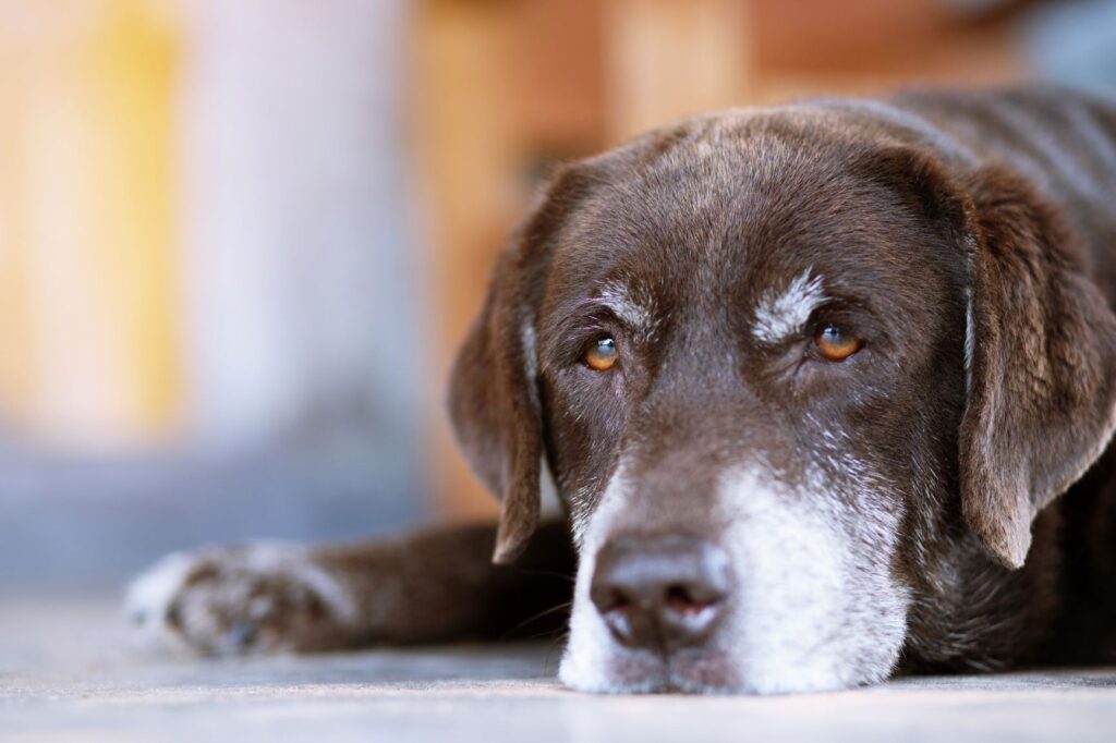 Un chien souffrant d'hypothyroïdie a souvent le visage apathique