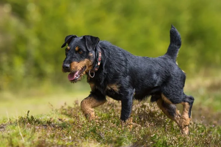 Le Jagdterrier est un chien de chasse qui peut occuper de nombreux rôles