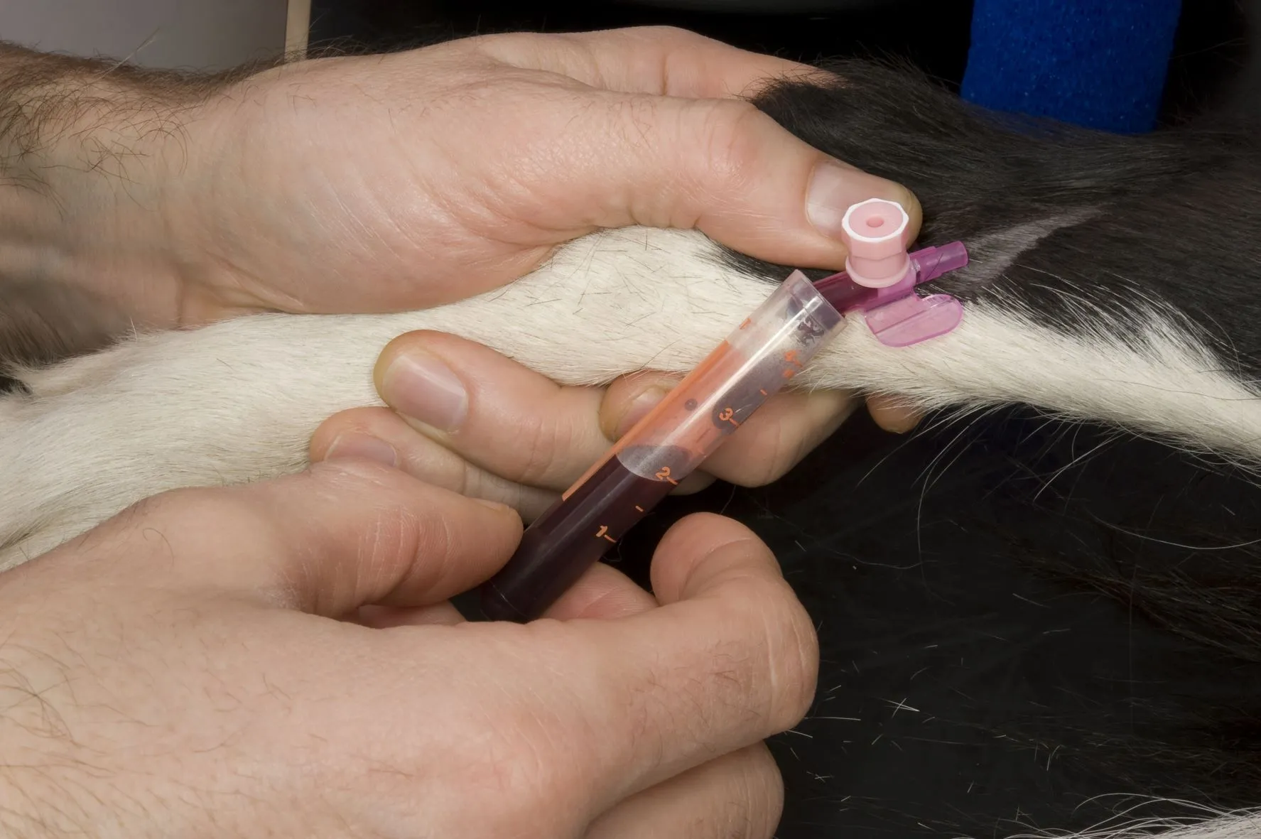 Un prise de sang pour diagnostiquer la maladie d'Addison chez le chien