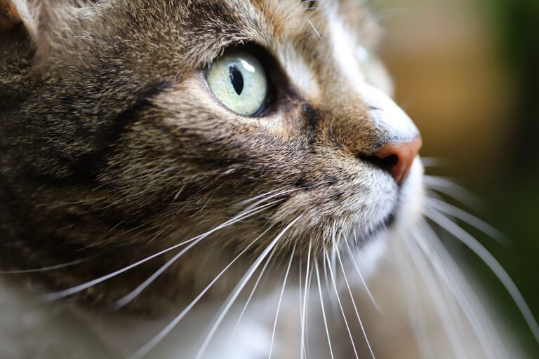 Gros plan de moustache de chat