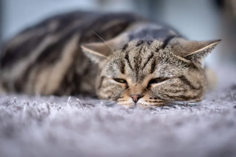 Une chatte très fatiguée Le pyomètre du chat se traduit par une forte fatigue