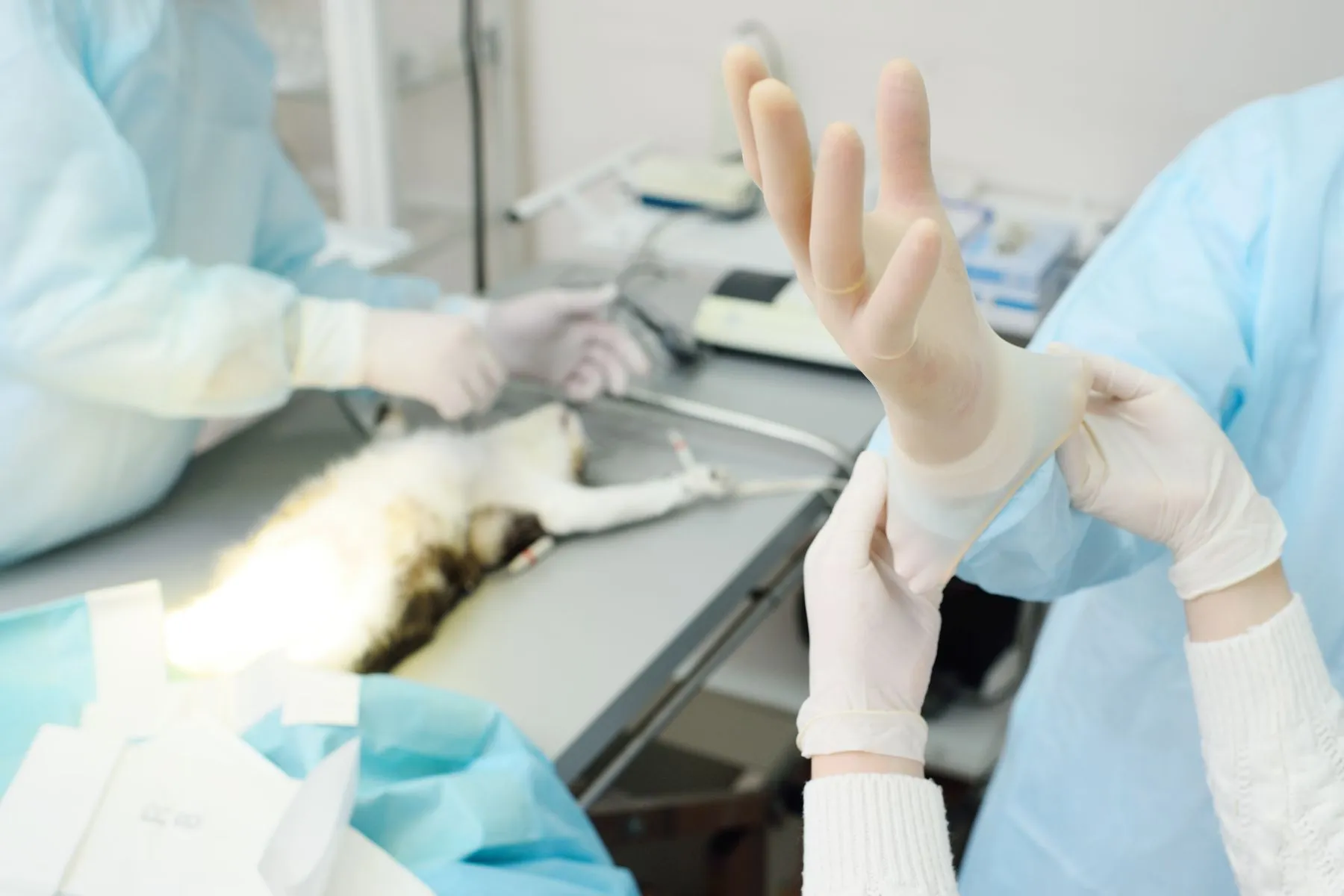 Un chirurgien vétérinaire sur le point d’opérer un chat Le pyomètre du chat nécessite souvent une opération chirurgicale