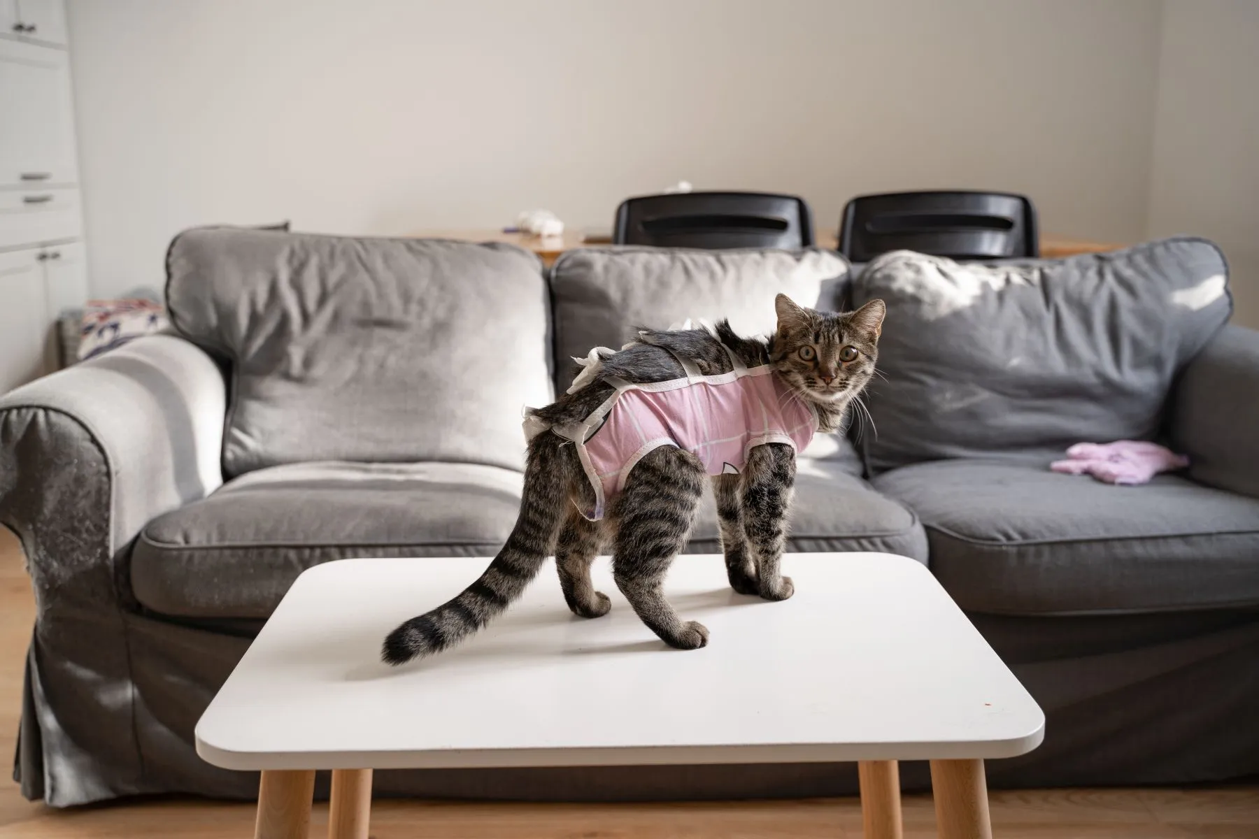 Une chatte portant un bandage après une opération Après une opération du pyomètre du chat, une convalescence est necessaire