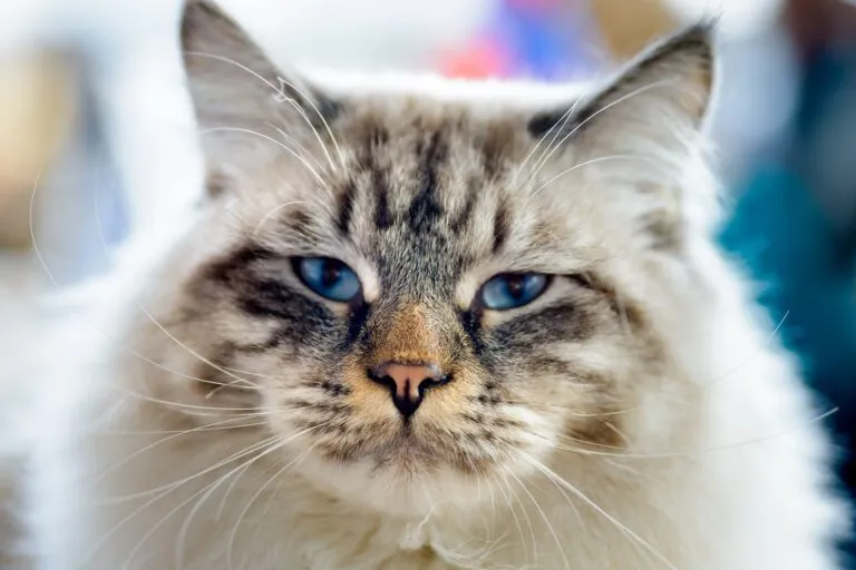 Un portrait de Ragamuffin Les Ragamuffins sont une race de grands chats