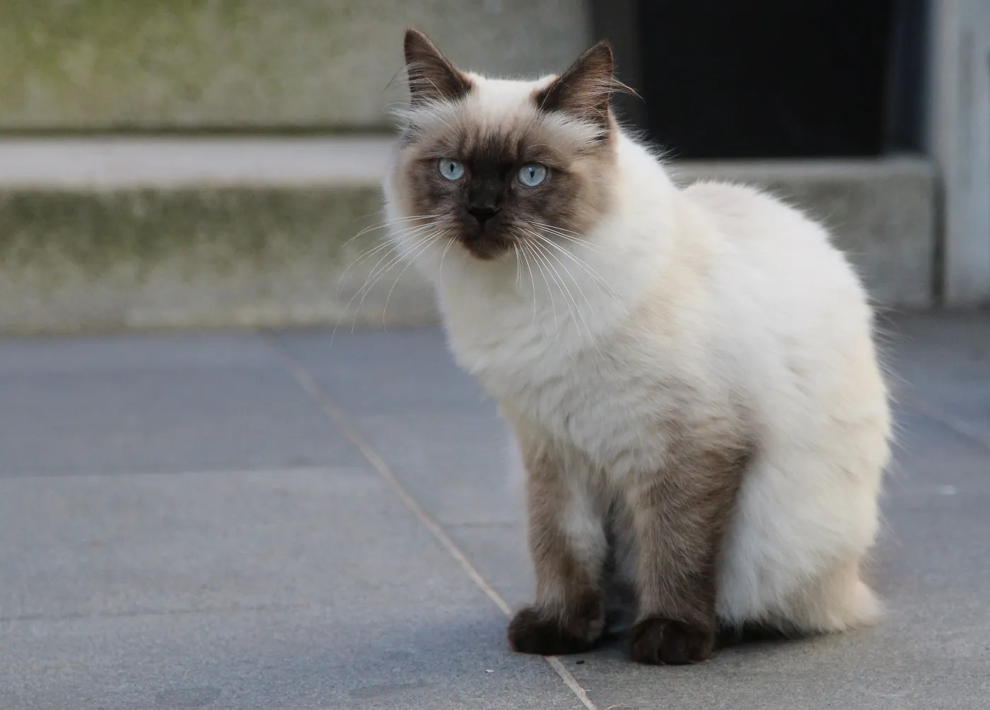 Un Ragamuffin au pelage splendide Le Ragamuffin a un pelage très doux qu'il faut souvent brosser
