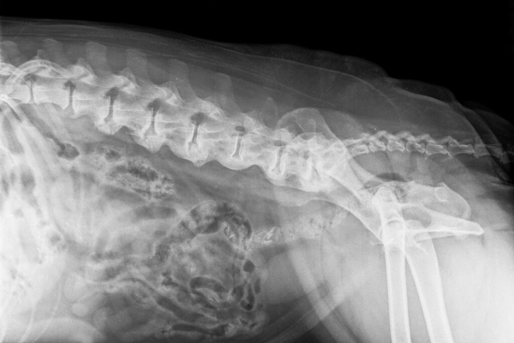 La spondylose du chien peut être détectée par radiographie