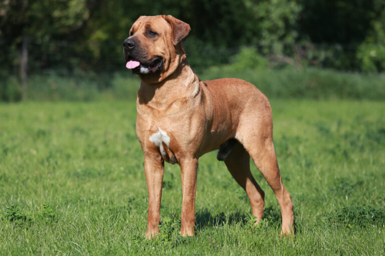 Le Tosa Inu est un chien de combat japonais