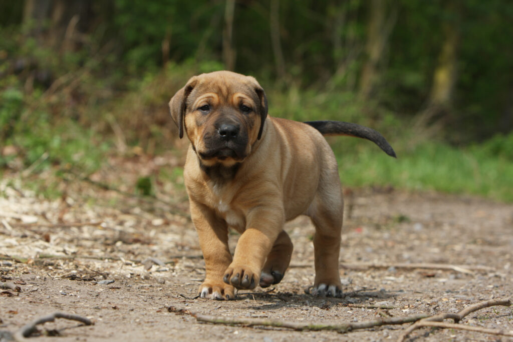 Les chiots Tosa Inu ne doivent surtout pas grandir trop vite