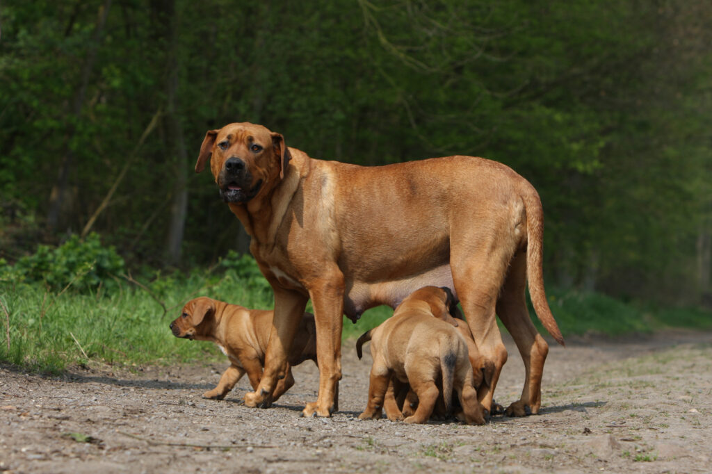 Les Tosa Inu sont des chiens pour lesquels il existe peu d'élevages