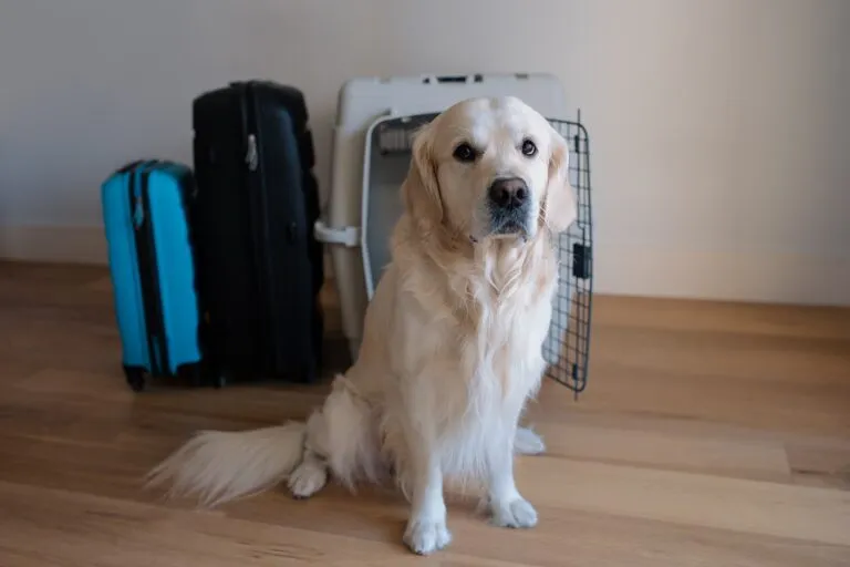 Un chien est assis devant des valises et une cage de transport