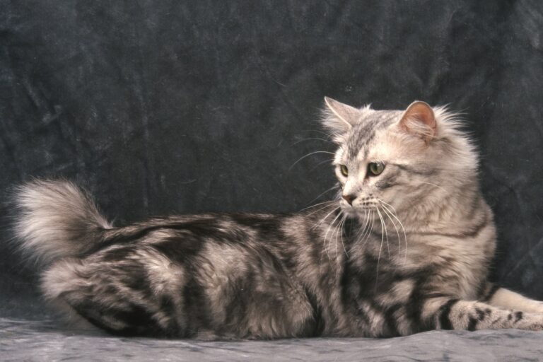 Un magnifique Bobtail américain