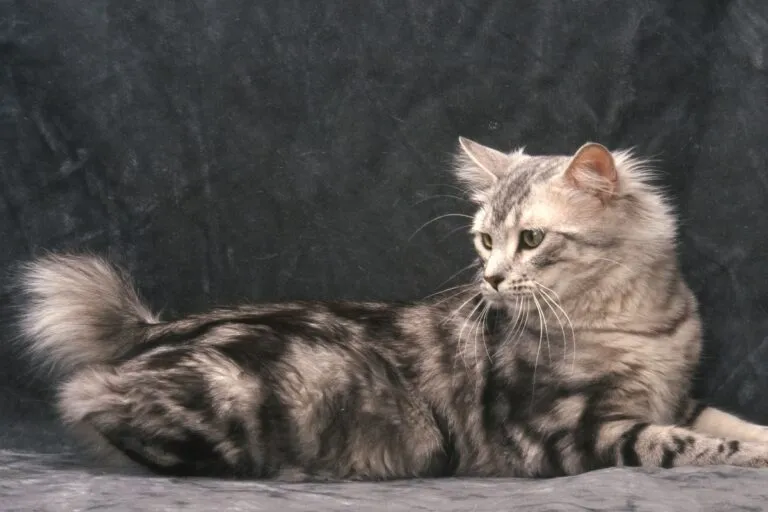 Un chat Bobtail couché Un magnifique Bobtail américain