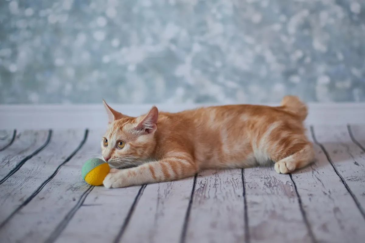 Un chaton en train de jouer Un petit Bobtail américain joue à la balle