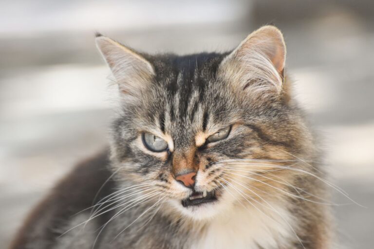 Un chat jaloux qui a l'air méchant