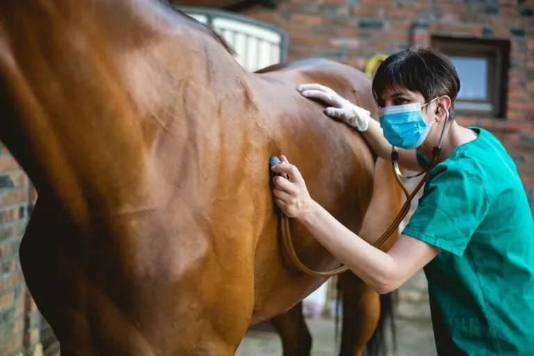Cheval qui tousse : que faire ?