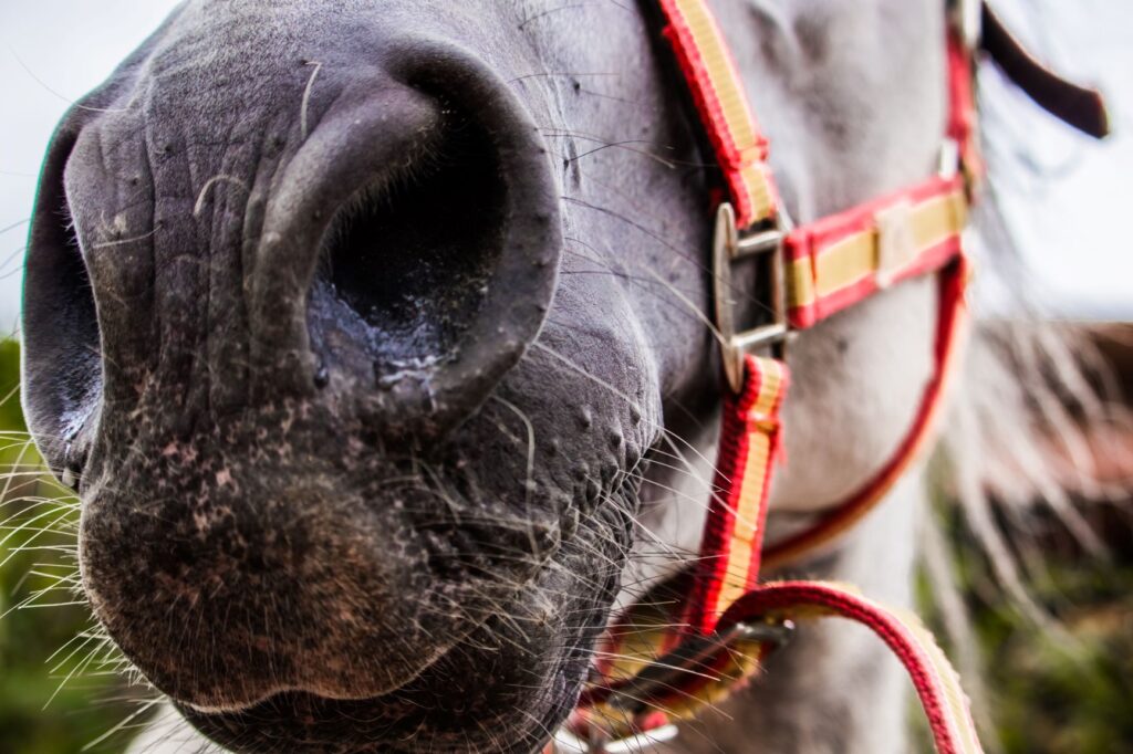 Un cheval qui tousse a souvent nez qui coule