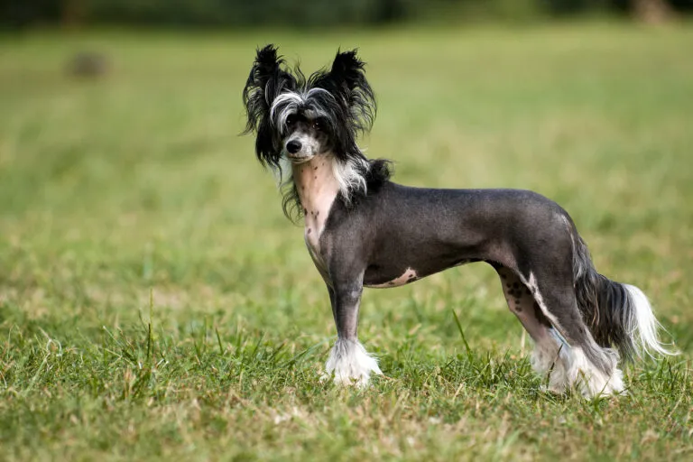 Le chien chinois à crête n'a des poils que sur la tête