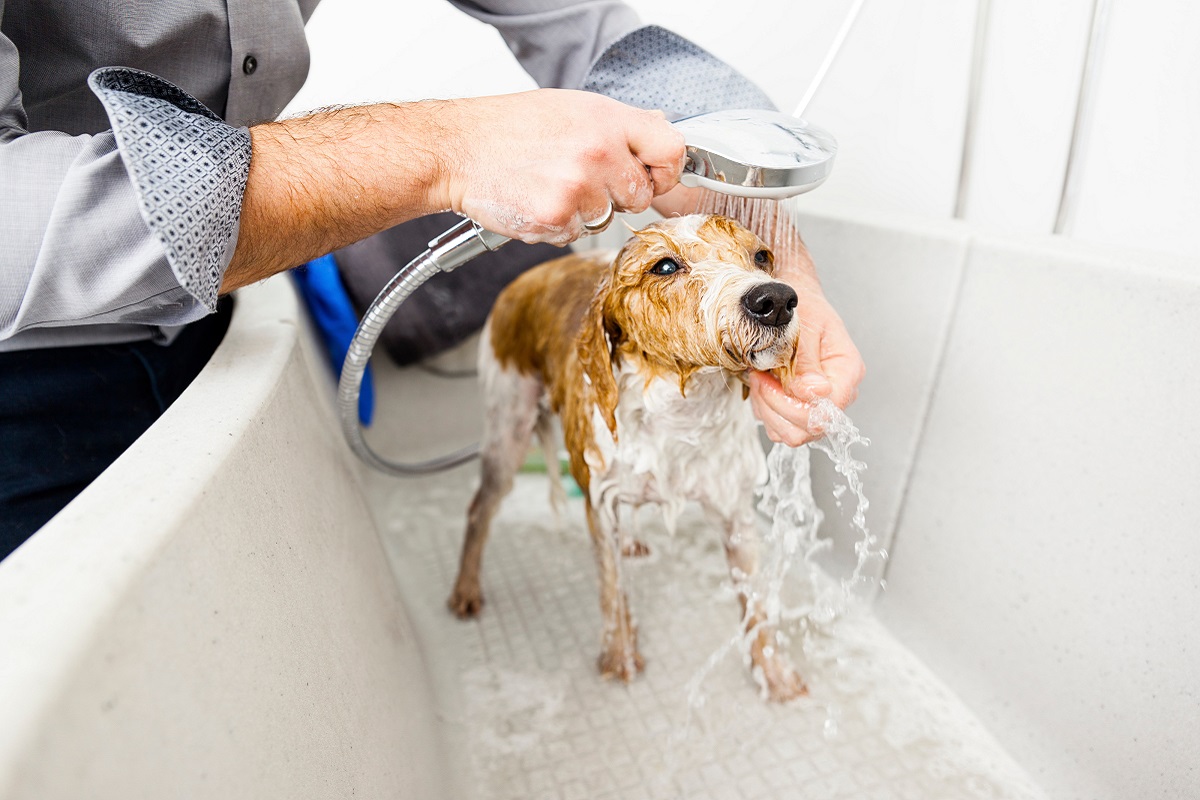 Mon chien sent mauvais que faire ? Estce normal