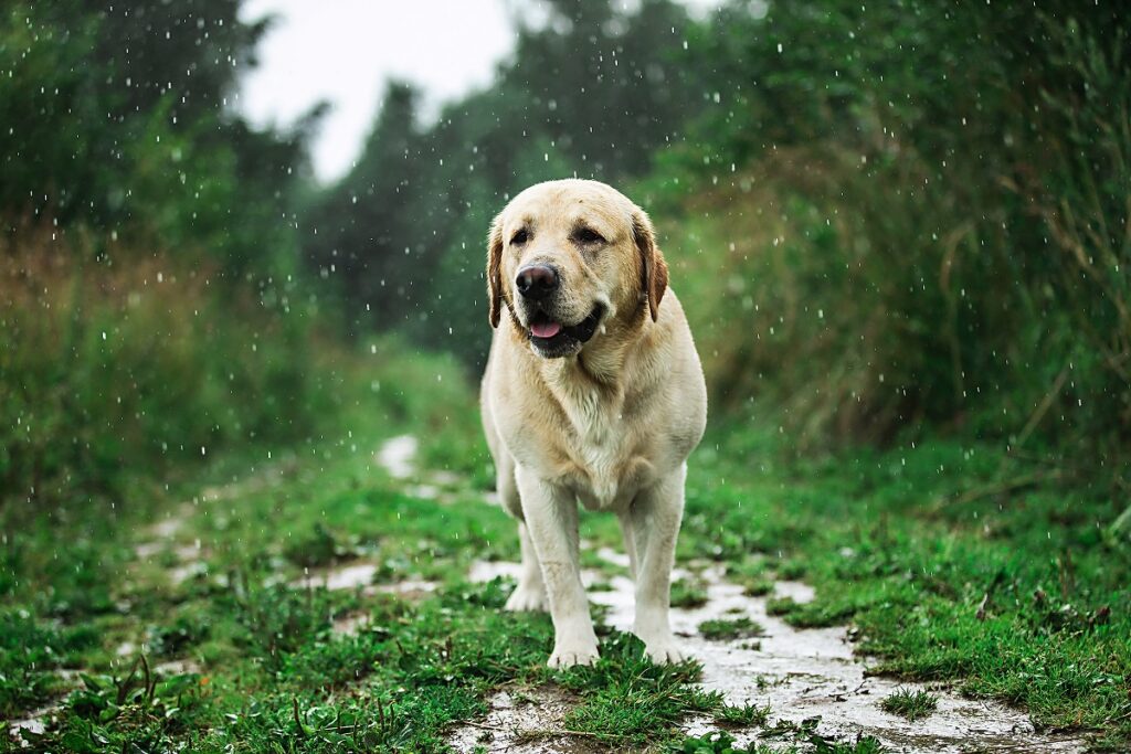 Mon chien sent mauvais sous la pluie : tout à fait normal