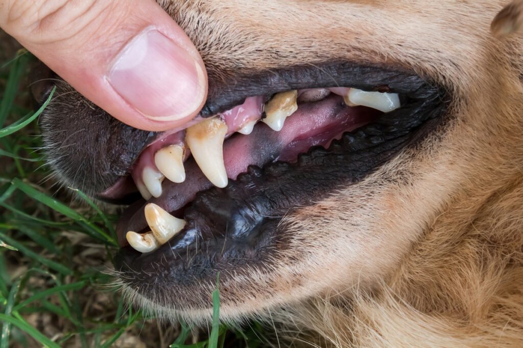 Mon chien sent mauvais de la gueule.