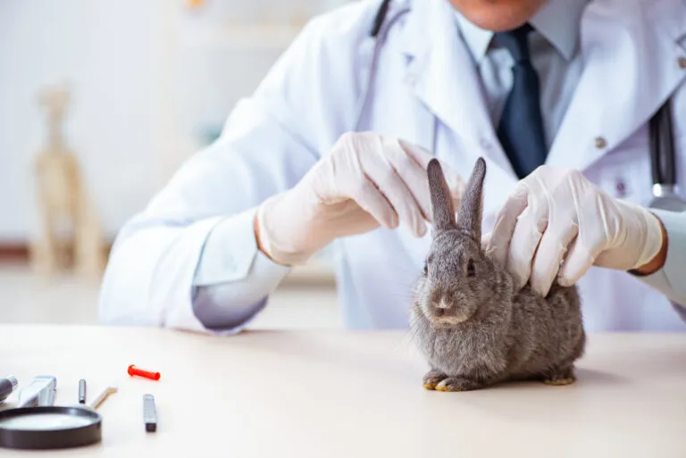 Coccidiose chez le lapin : une maladie parasitaire