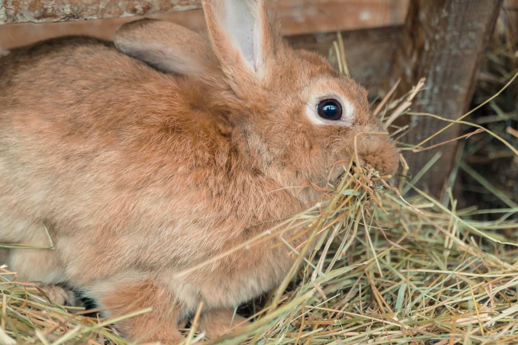 La coccidiose chez le lapin provient parfois de la nourriture