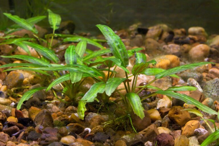 La cryptocoryne est une plante d'aquarium