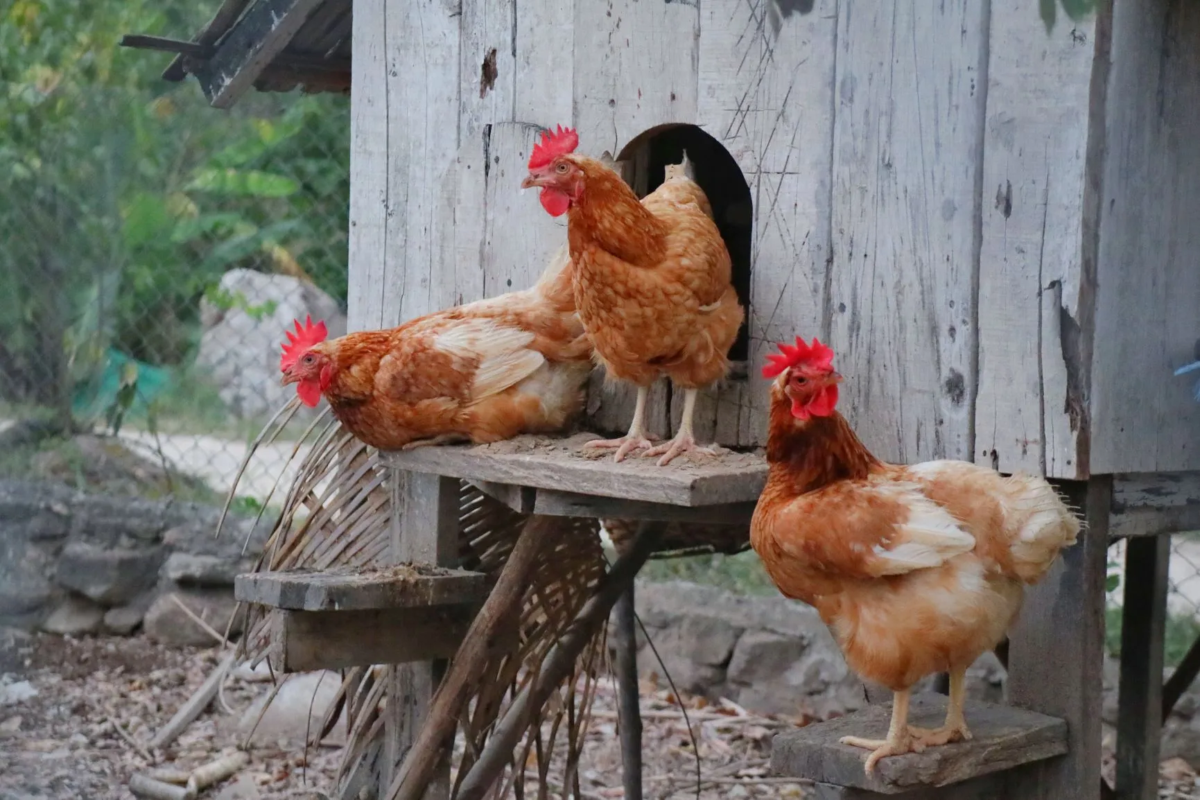 Un poulailler pour l'élevage de poule pondeuse