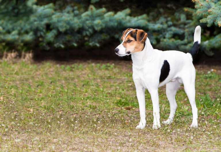 Un Fox Terrier à poil lisse