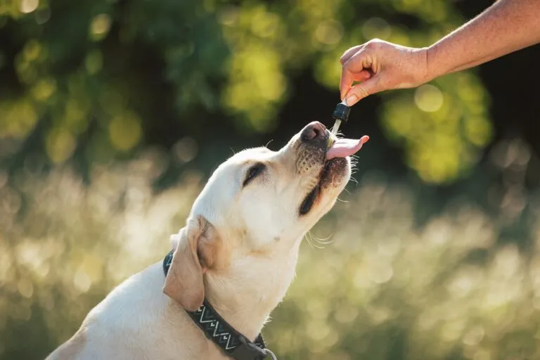 L'huile de coco peut être ingérée par le chien