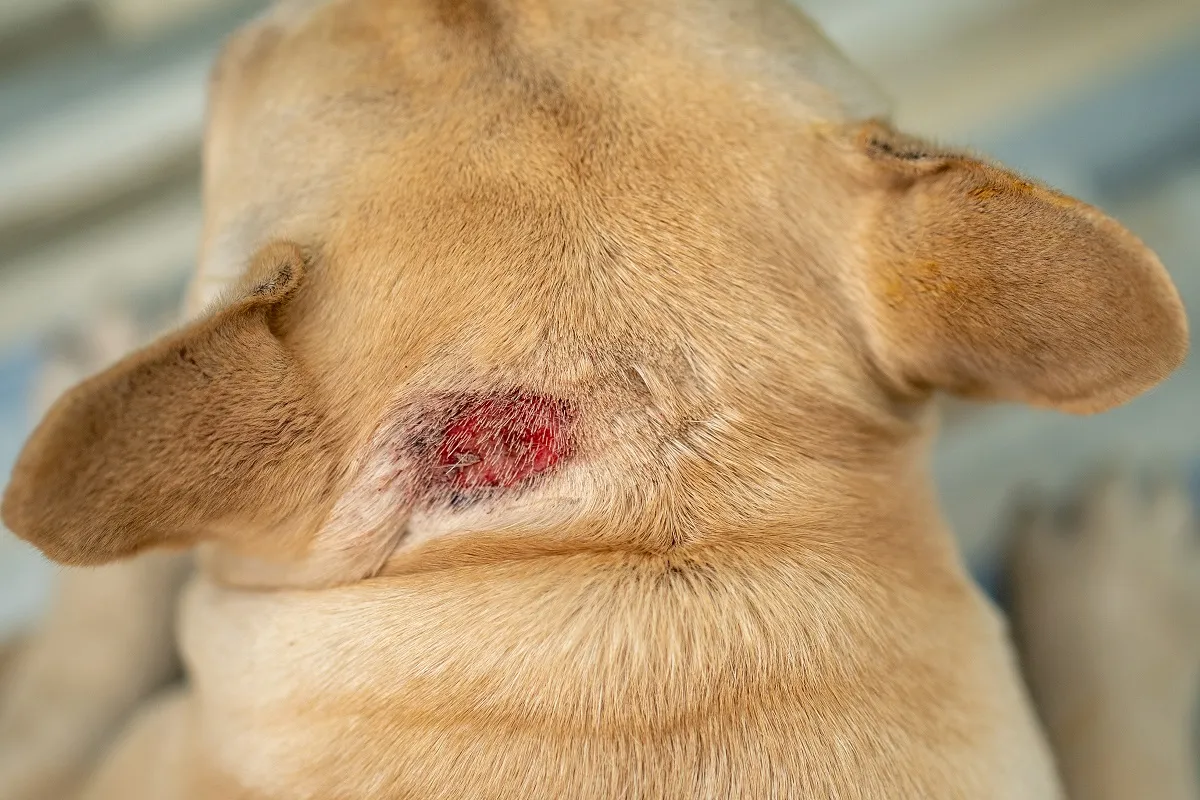 L'huile de coco n'est pas efficace contre les hot-spots chez le chien
