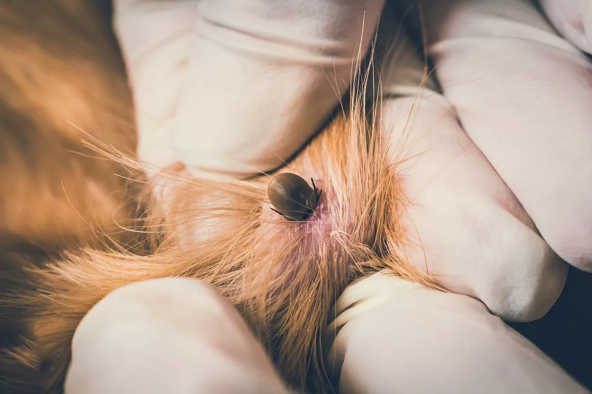 L'huile de coco n'est pas efficace contre les tiques chez le chien