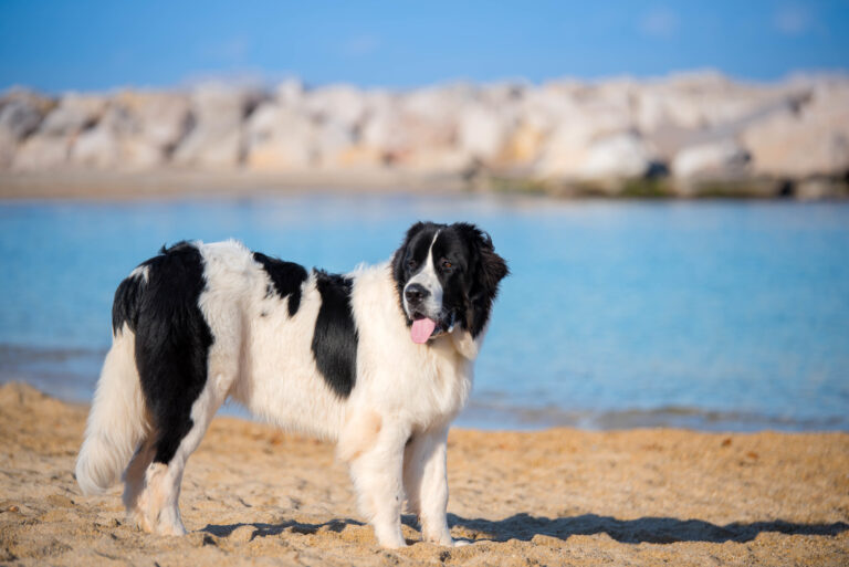 Le Landseer tire son nom du peintre anglais