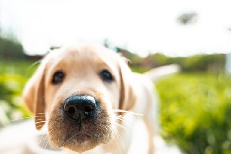 La moustache du chien est composée de vibrisses