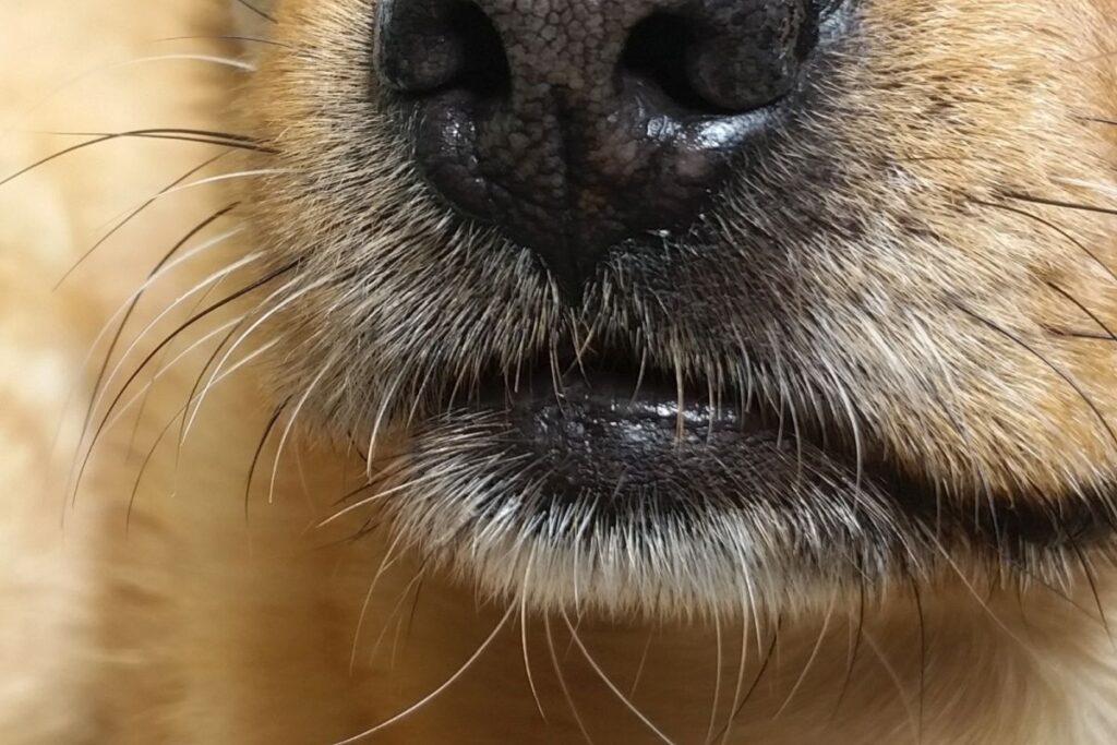 La moustache du chien se situe au niveau de la truffe