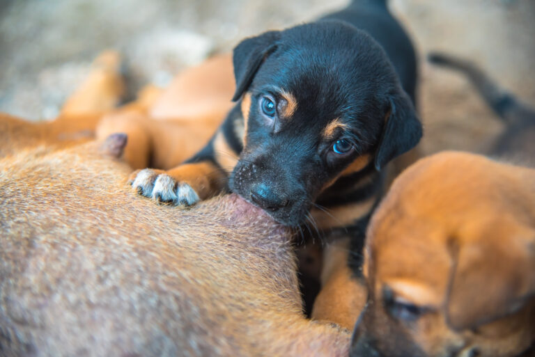 Après la naissance des chiots, l'allaitement.