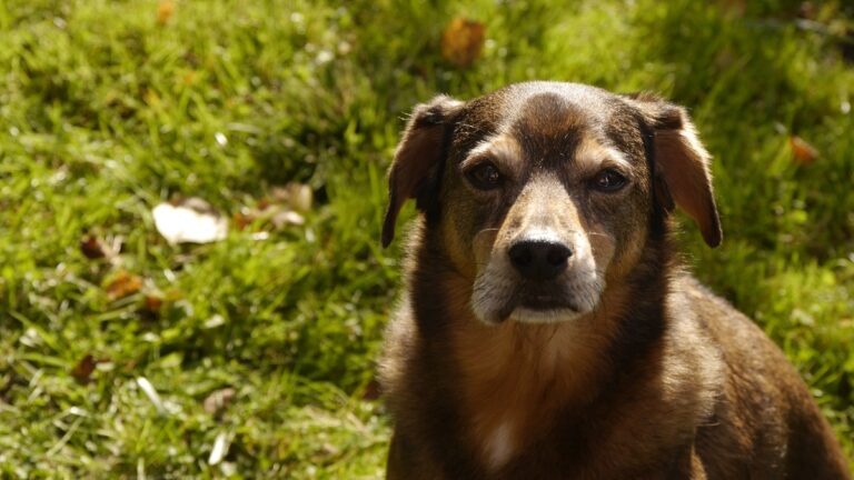 Une piqûre de guêpe sur un chien