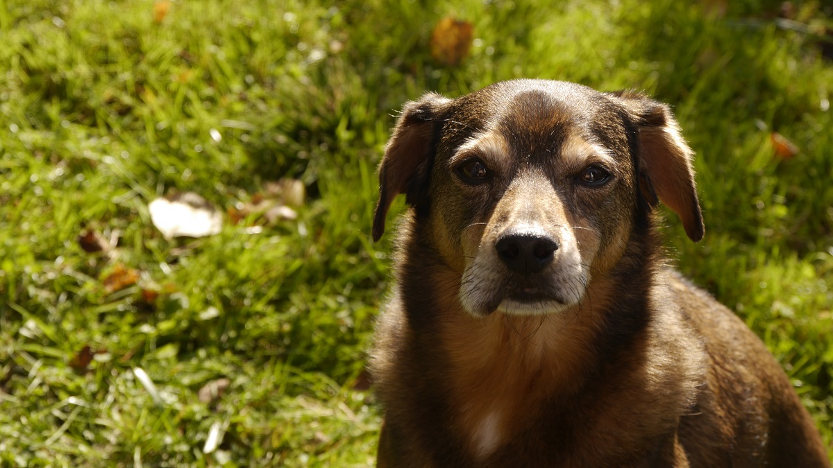Piqûre de guêpe chez le chien : symptômes, traitement, prévention
