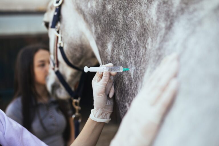 Une injection de vaccin chez le cheval