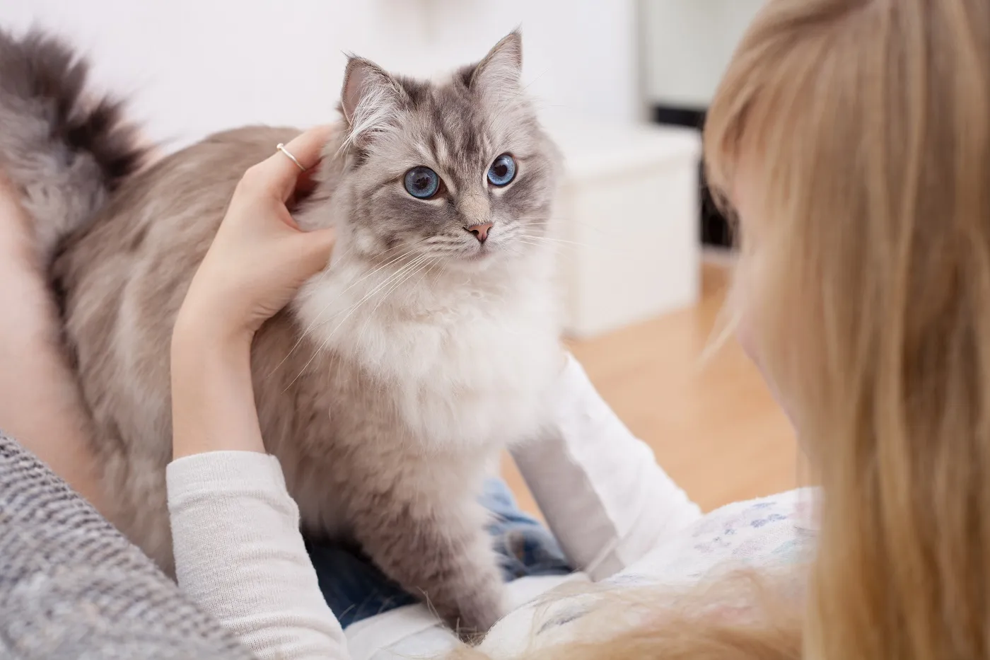 Acheter un chat peut être onéreux