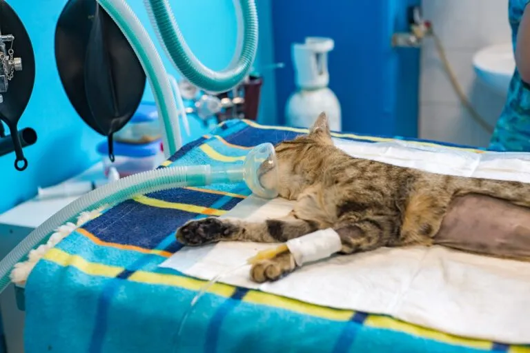 Un chat sur la table d’opération Une anesthésie chez le chat