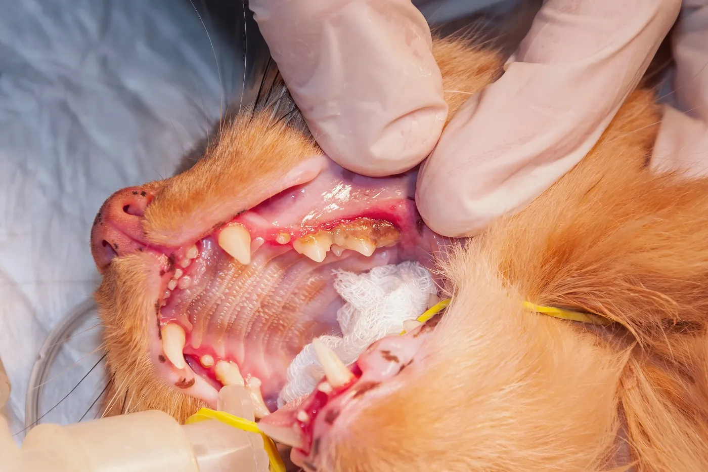 Du tartre dans la dentition du chat L'anesthésie chez le chat est une bonne occasion pour un détartrage