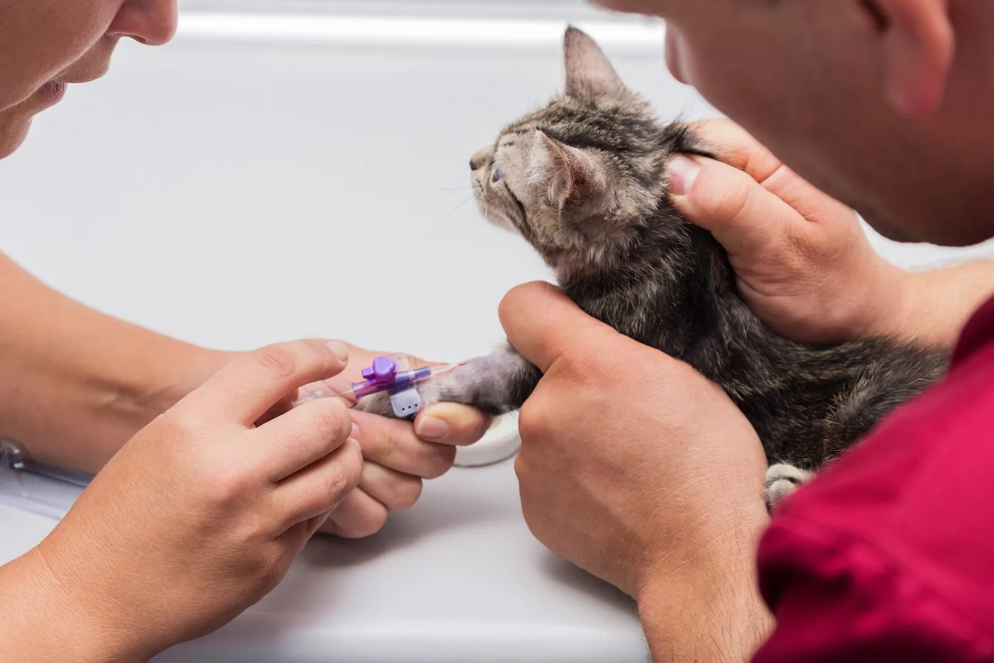 Le vétérinaire applique un cathéter Pour une anesthésie chez le chat, il faut poser un cathéter