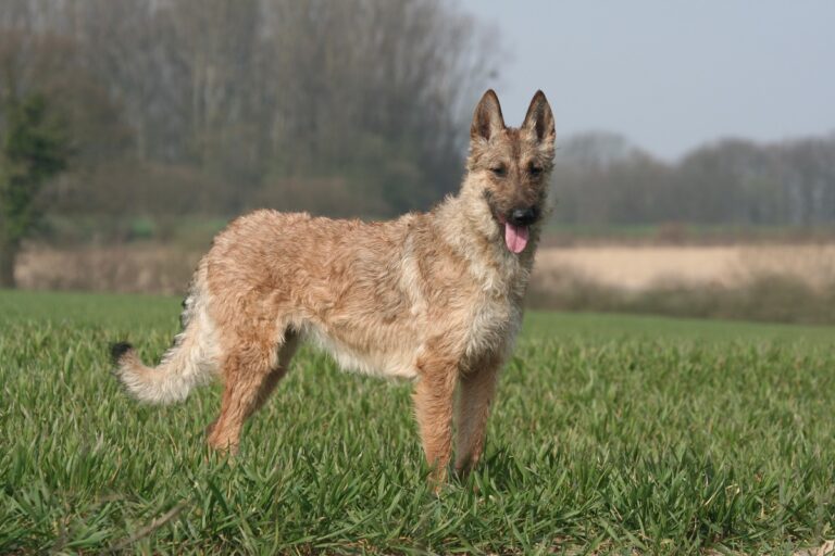 Un berger belge Laekenois dans un champs