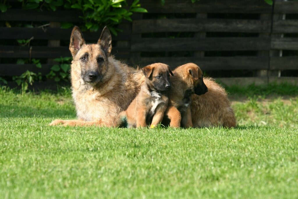 Une chienne Berger Belge Laekenois avec ses petits