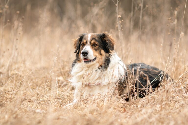 Un berger anglais dans une prairie