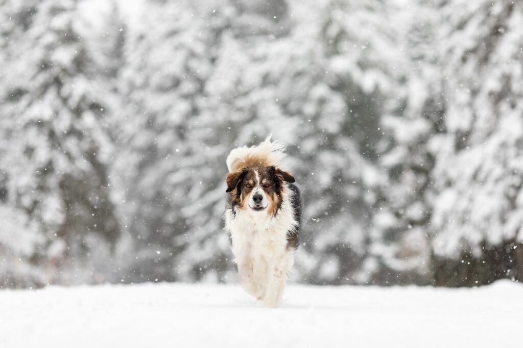 Un berger anglais dans la neige